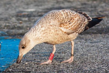 LO VISTO EN ENERO 2015 LO VISTO EN ENERO 2015
