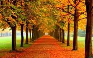 tumblr_static_autumn_leaves_on_road-2560x1600-640x400