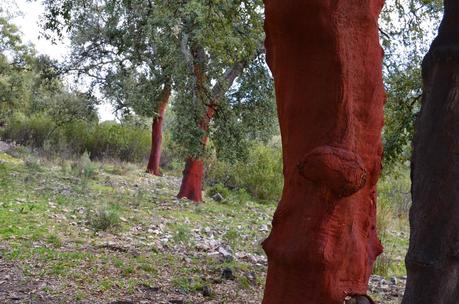 Desafiando a las nubes. Desafiando a las nubes.