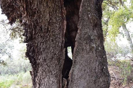 Desafiando a las nubes. Desafiando a las nubes.