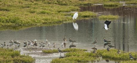 Avefrías en el Cierrón Avefrías en el Cierrón