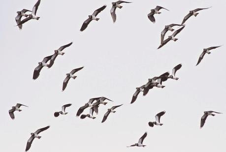 Avefrías en el Cierrón Avefrías en el Cierrón