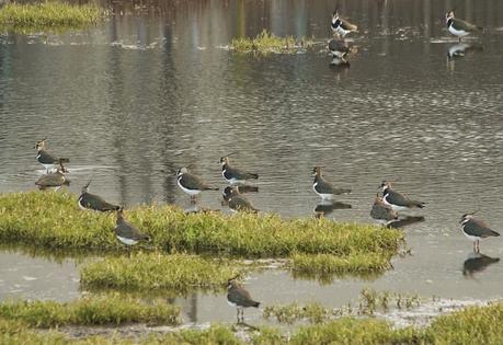 Avefrías en el Cierrón Avefrías en el Cierrón
