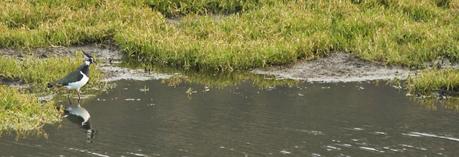 Avefrías en el Cierrón Avefrías en el Cierrón