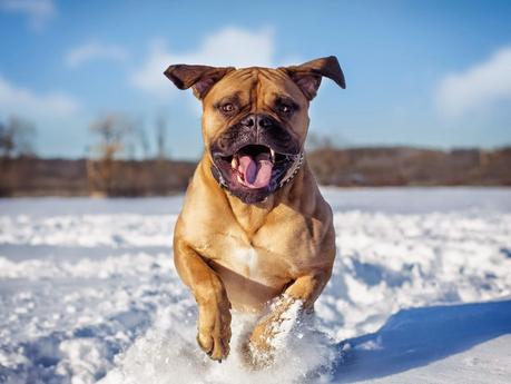 ¿Por qué a tu perro no se le congelan las patas en la nieve?