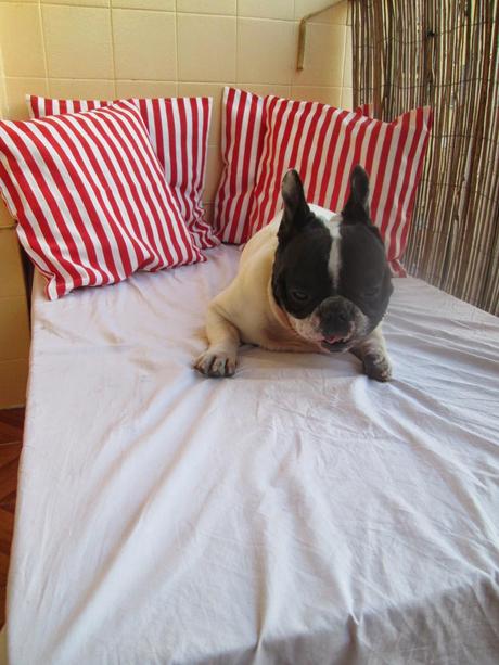 Terraza diy con palets... Terraza diy con palets...