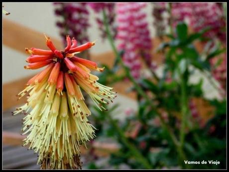 USHUAIA. AMOR A SEGUNDA VISTA. PASEANDO EN IMAGENES FLORES EN USHUAIA