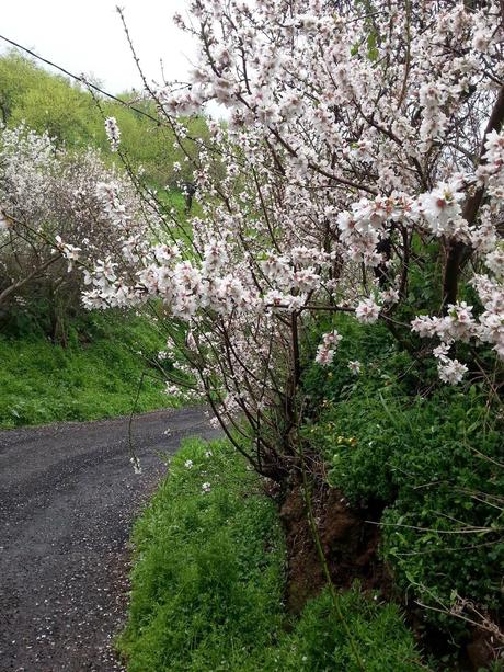 SIDRA DE MANZANA CALIENTE CON ESPECIAS SIDRA DE MANZANA CALIENTE CON ESPECIAS