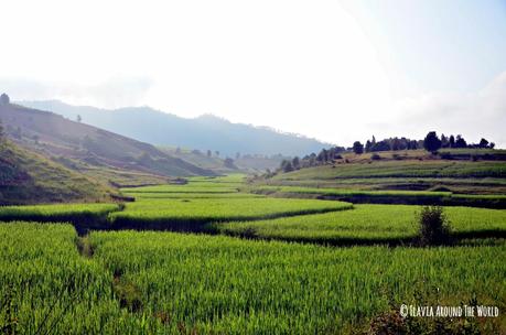 Campos de arroz en Myanmar