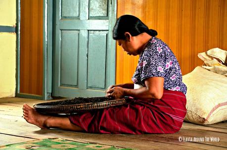 Mujer de la tribu Palaung cribando el te en Myanmar