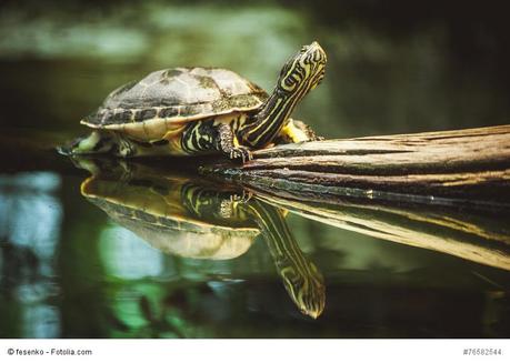 turtle sitting on branch reflection in water