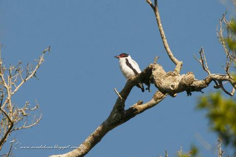 Tueré grande (Black-tailed Tityra) Tityra cayana