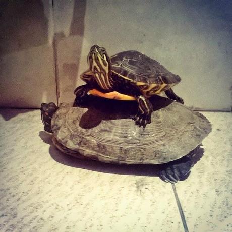 2#. ¿Me conoces? Todos sabemos que un perro y dos tortugas no es suficiente 2#. ¿Me conoces? Todos sabemos que un perro y dos tortugas no es suficiente