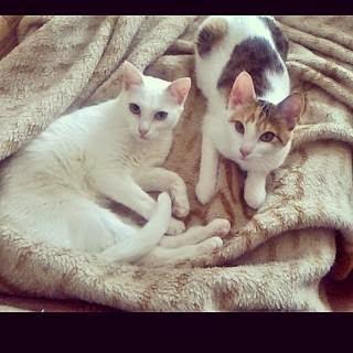 2#. ¿Me conoces? Todos sabemos que un perro y dos tortugas no es suficiente 2#. ¿Me conoces? Todos sabemos que un perro y dos tortugas no es suficiente