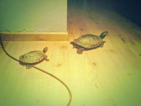 2#. ¿Me conoces? Todos sabemos que un perro y dos tortugas no es suficiente 2#. ¿Me conoces? Todos sabemos que un perro y dos tortugas no es suficiente