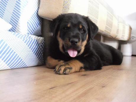 2#. ¿Me conoces? Todos sabemos que un perro y dos tortugas no es suficiente 2#. ¿Me conoces? Todos sabemos que un perro y dos tortugas no es suficiente