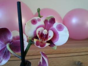 En San Valentín, y todo el año adelgazar