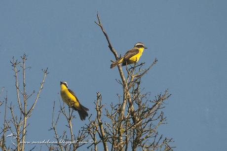 Benteveo chico (Three-stripped Flycatcher) Conopias trivirgatus