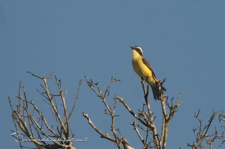 Benteveo chico (Three-stripped Flycatcher) Conopias trivirgatus