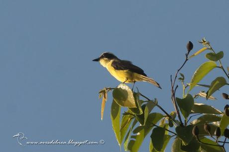 Benteveo chico (Three-stripped Flycatcher) Conopias trivirgatus