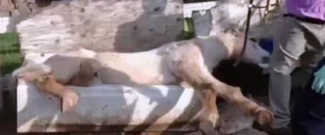 Caballo atrapado en una bañera es rescatado por los bomberos de California HORSE IN BATHTUB CALIFORNIA