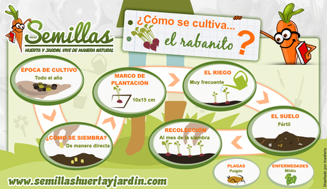 Infografía del cultivo de rabanitos