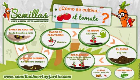 Infografía del cultivo del tomate en Semillas Huerta y Jardín