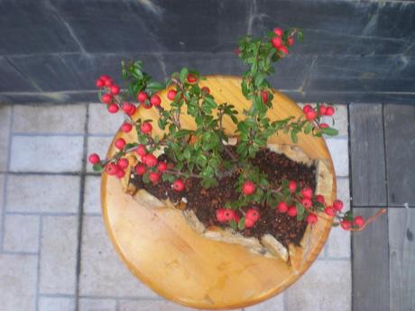 Nº 13 Os presento un Cotoneaster entre Mame y Shohin .