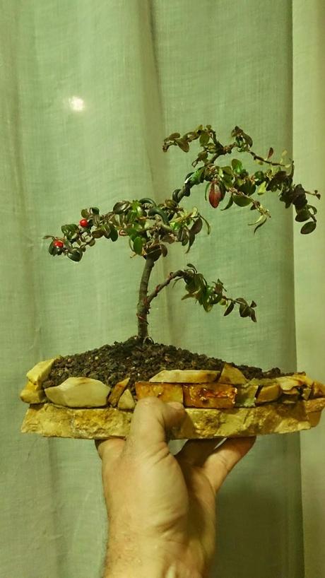 Nº 13 Os presento un Cotoneaster entre Mame y Shohin .