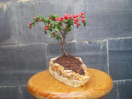 Nº 13 Os presento un Cotoneaster entre Mame y Shohin .