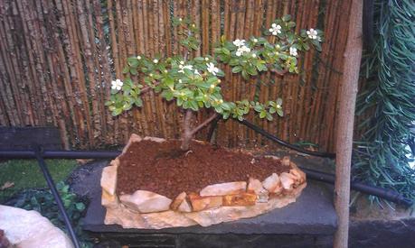 Nº 13 Os presento un Cotoneaster entre Mame y Shohin .