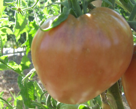 Cultivando tomate corazón de buey