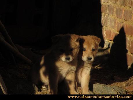 Ruta Tene, Cascorbal, Airua, Navalón: Saliendo de Tene, dos cachorros