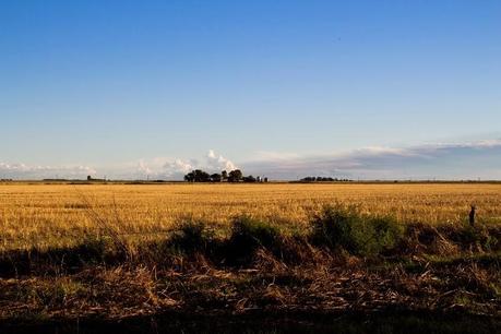 VACACIONES EN EL CAMPO: PAN CASERO, VEGETALES Y POLENTA ASADOS AL DISCO, PASTA FROLA Y TARTA DE PERAS **1ERA PARTE**