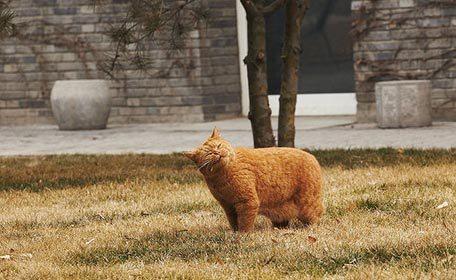 Ai Weiwei y los 40 gatos Garfield (por Matt Robinson)