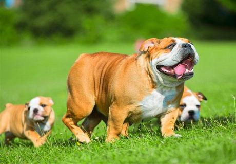 madre bulldog con sus cachorros