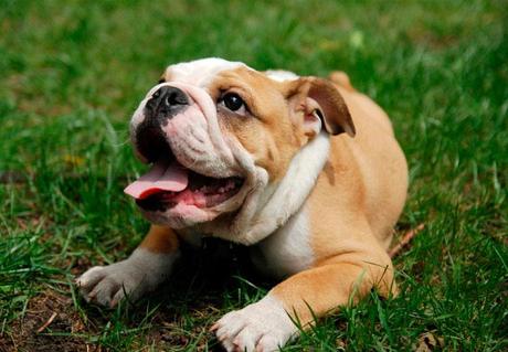 cachorro bulldog