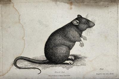 A black rat sitting upright on the ground. Etching by W. S.