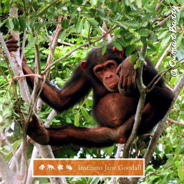 Conferencia:  El reto de la conservación de chimpancés: la labor del IJG y oportunidades de voluntariado