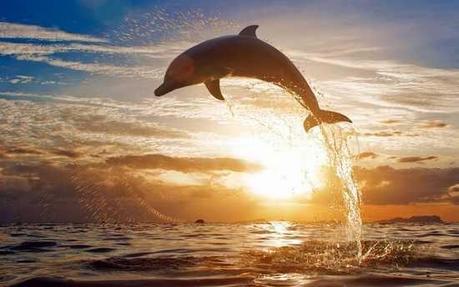 Delfín saltando Delfín saltando
