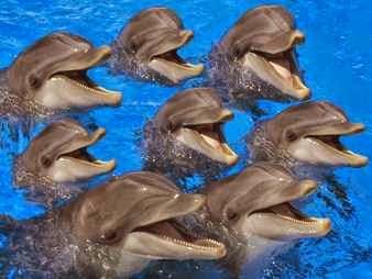 Delfines Delfines
