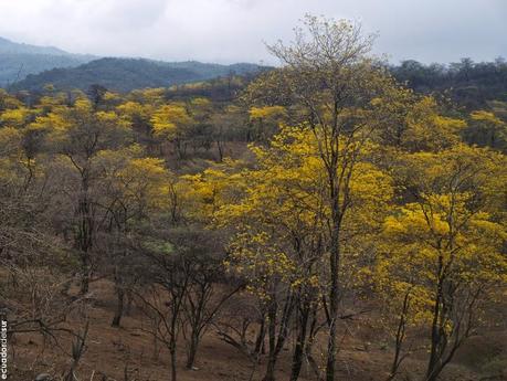 Un paseo inolvidable, el florecimiento de los guayacanes cumplió las expectativas Un paseo inolvidable, el florecimiento de los guayacanes cumplió las expectativas