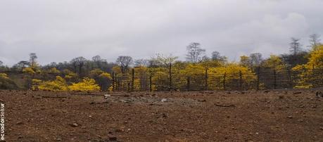 Un paseo inolvidable, el florecimiento de los guayacanes cumplió las expectativas Un paseo inolvidable, el florecimiento de los guayacanes cumplió las expectativas