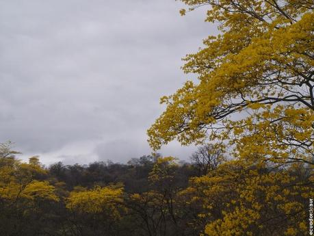 Un paseo inolvidable, el florecimiento de los guayacanes cumplió las expectativas Un paseo inolvidable, el florecimiento de los guayacanes cumplió las expectativas