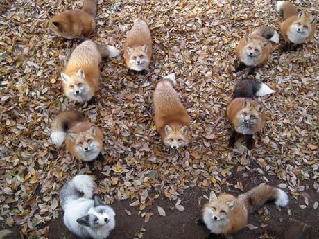 Zao, un santuario de los zorros en Japón.