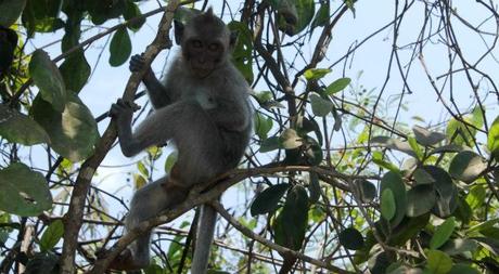 Cinco templos que no perderte en Indonesia uluwatu-mono