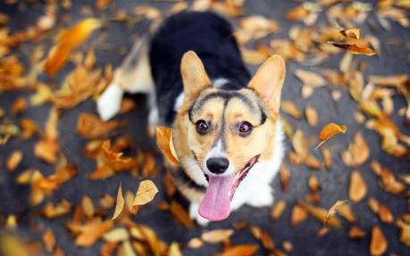 Tu perro sabe cómo te sientes mirándote a la cara