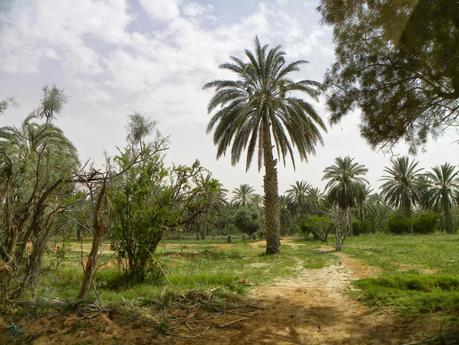 TUNEZ:UN PASEO EN DROMEDARIO HASTA KSAR GHILANE