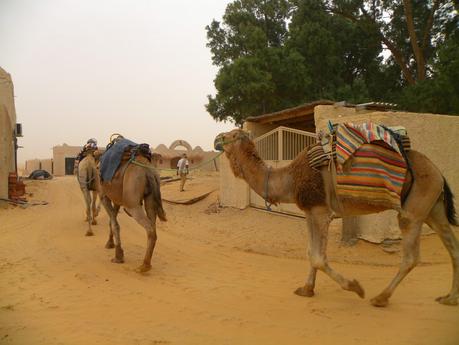 TUNEZ:UN PASEO EN DROMEDARIO HASTA KSAR GHILANE