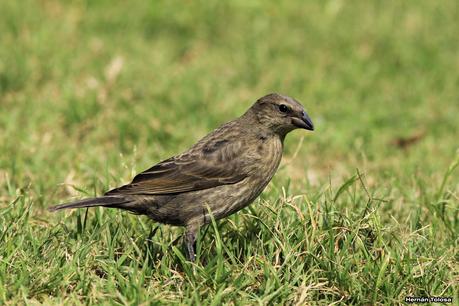 Familia calandria parasitada